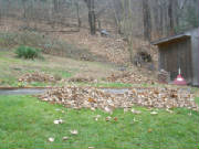 leafpiles01-12-01-06.jpg